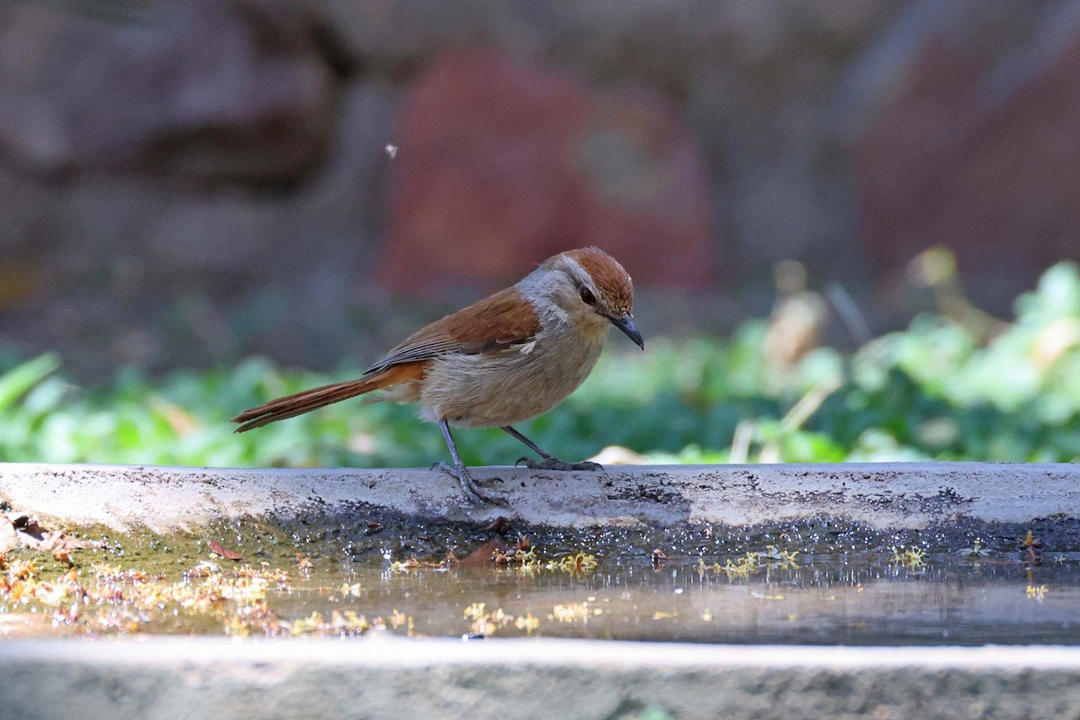 Rufous-tailed Palm-Thrush - ML646727569