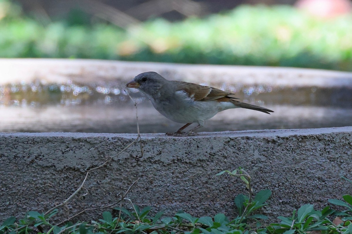 Southern Gray-headed Sparrow - ML646727570