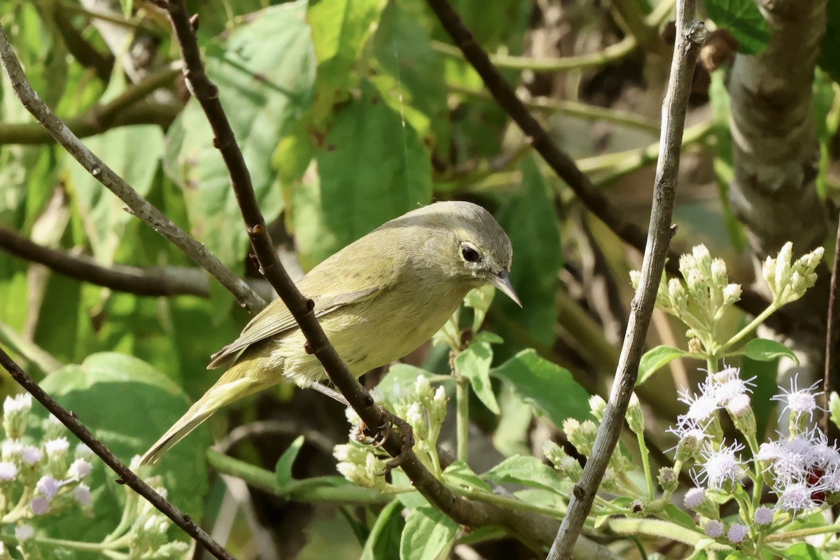 Orange-crowned Warbler - ML646727571
