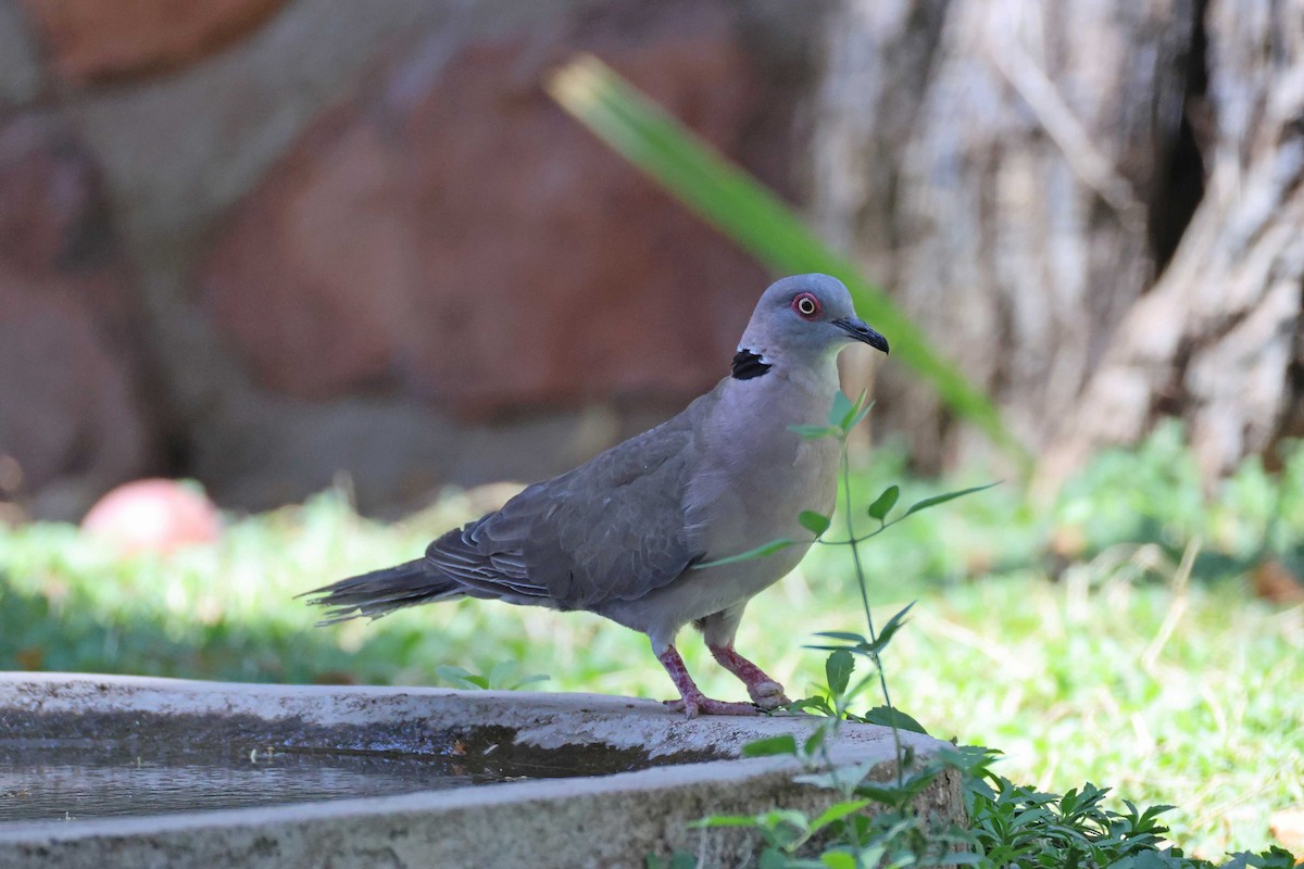Mourning Collared-Dove - ML646727573