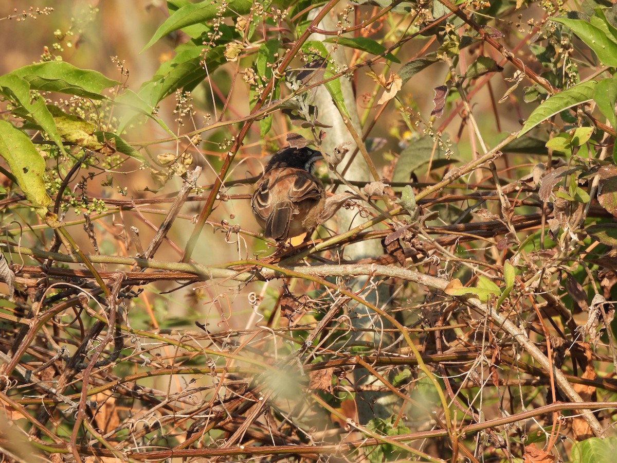 Black-chested Sparrow - ML646727574