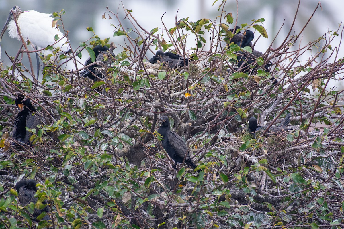 Neotropic Cormorant - ML646727575