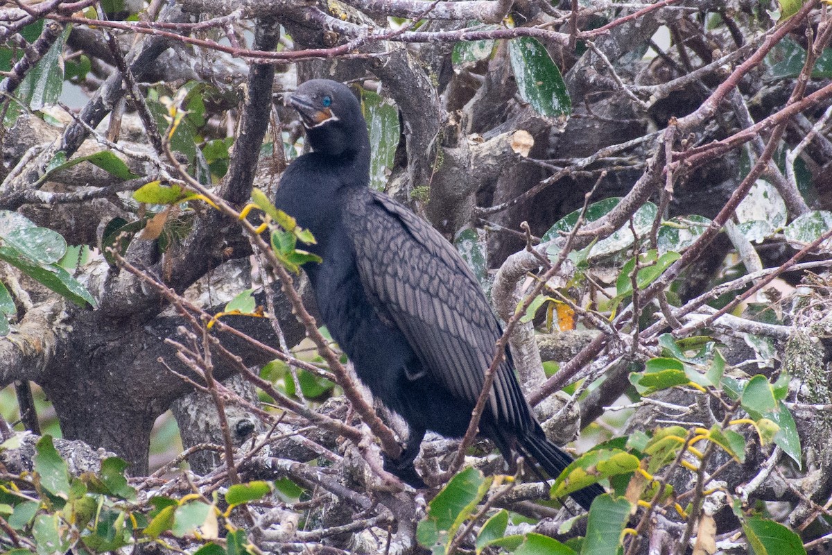 Neotropic Cormorant - ML646727576