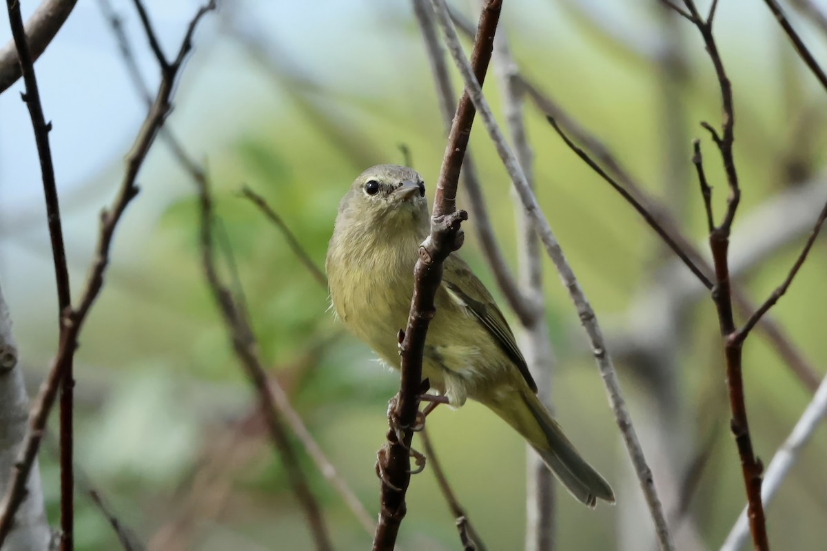 Orange-crowned Warbler - ML646727577
