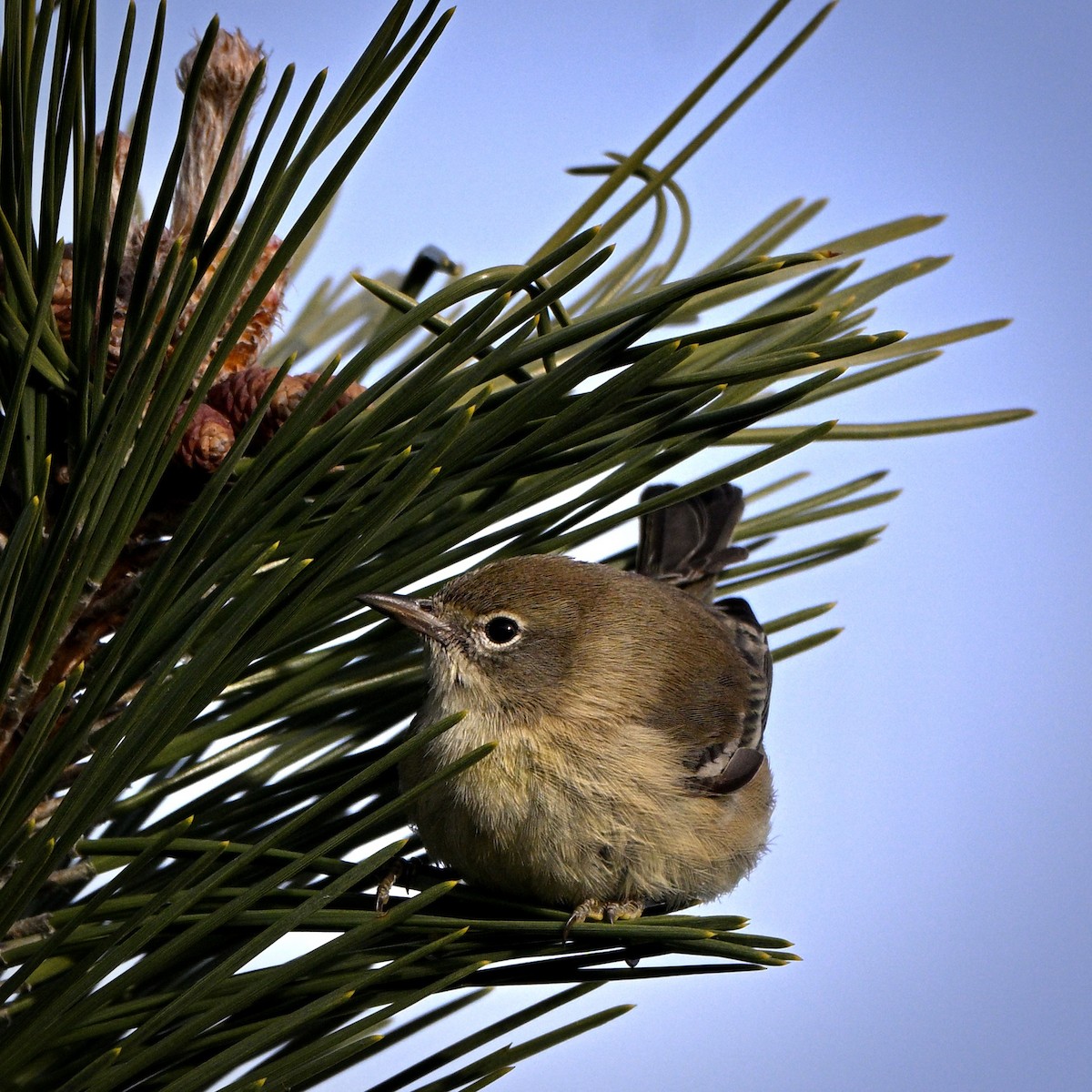 Pine Warbler - ML646727578