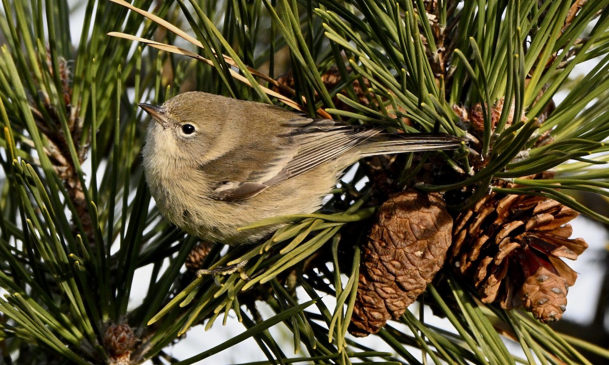 Pine Warbler - ML646727580