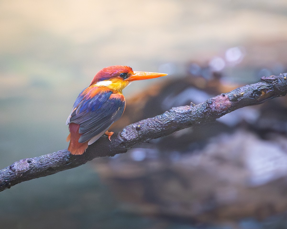 Rufous-backed Dwarf-Kingfisher - ML646727581