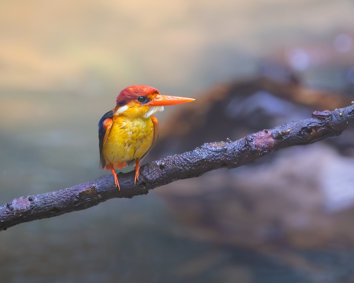 Rufous-backed Dwarf-Kingfisher - ML646727582