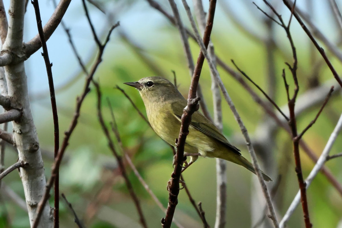 Orange-crowned Warbler - ML646727583