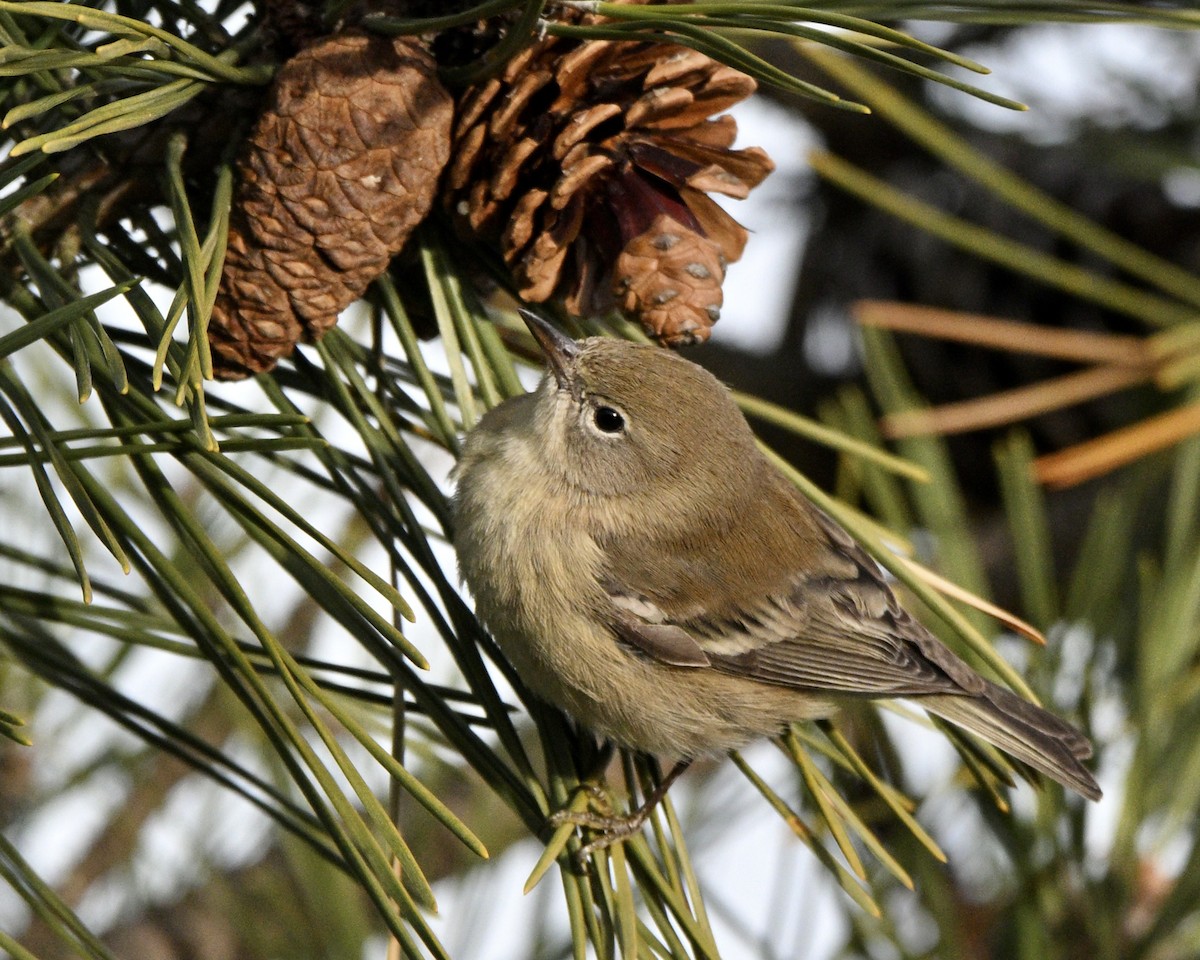 Pine Warbler - ML646727585