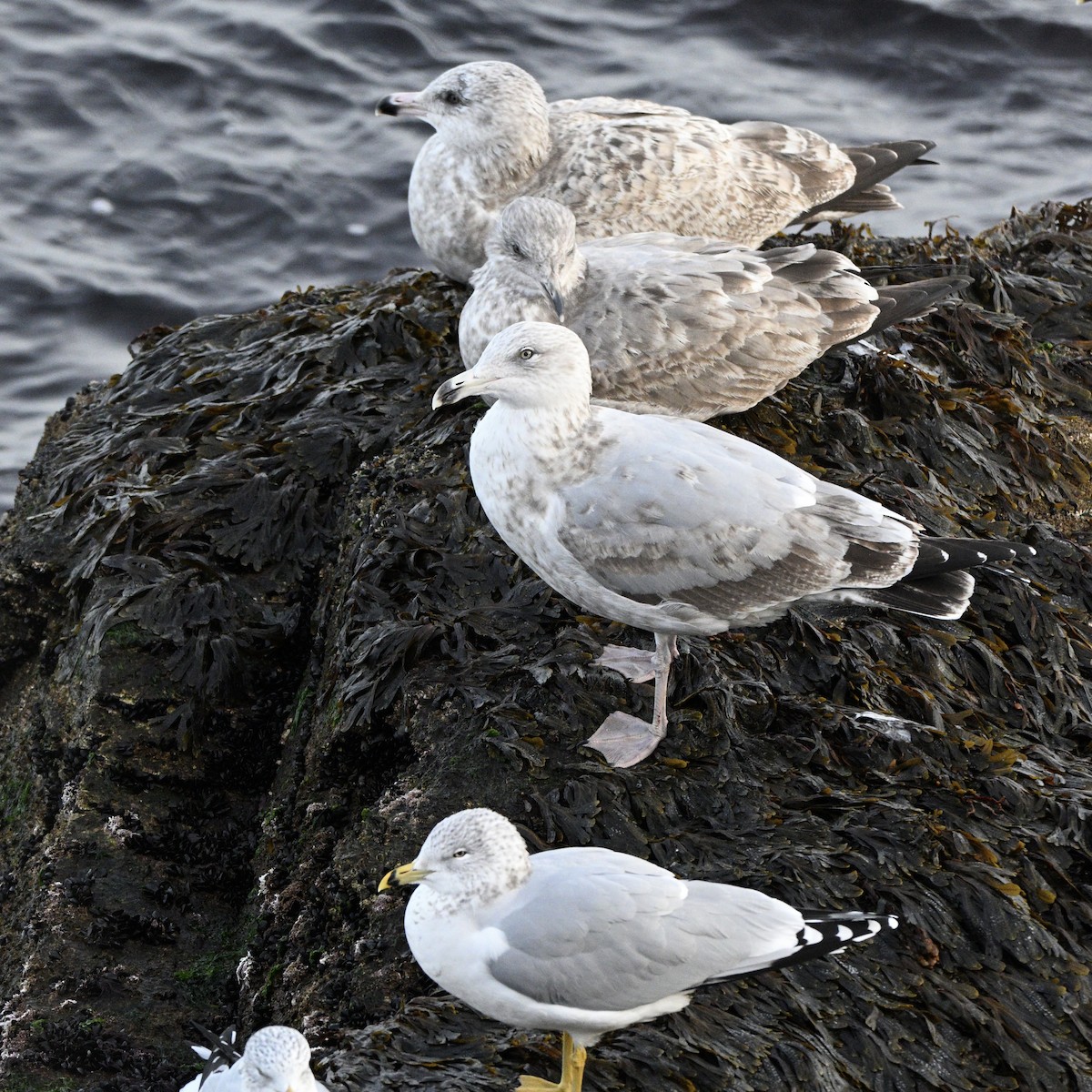 American Herring Gull - ML646727588