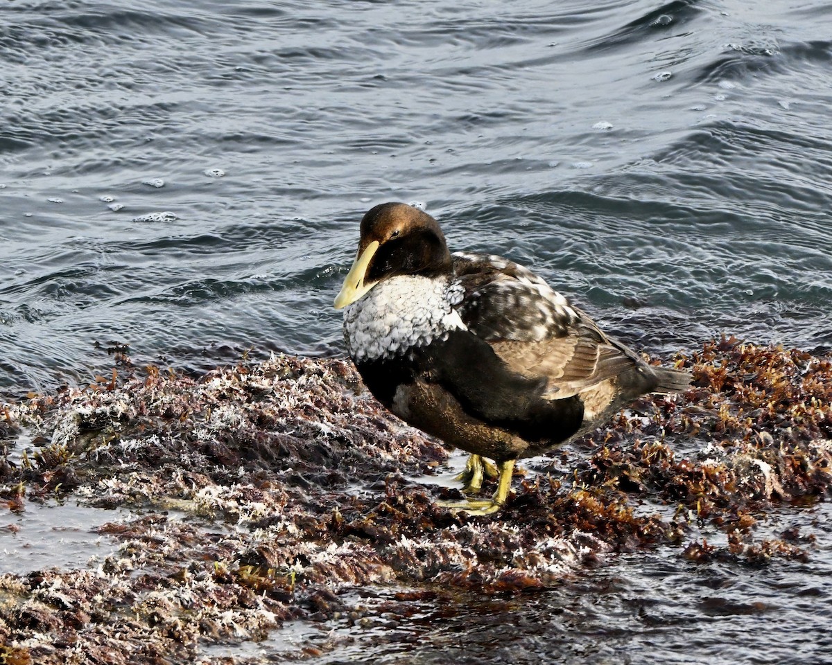 Common Eider - ML646727590