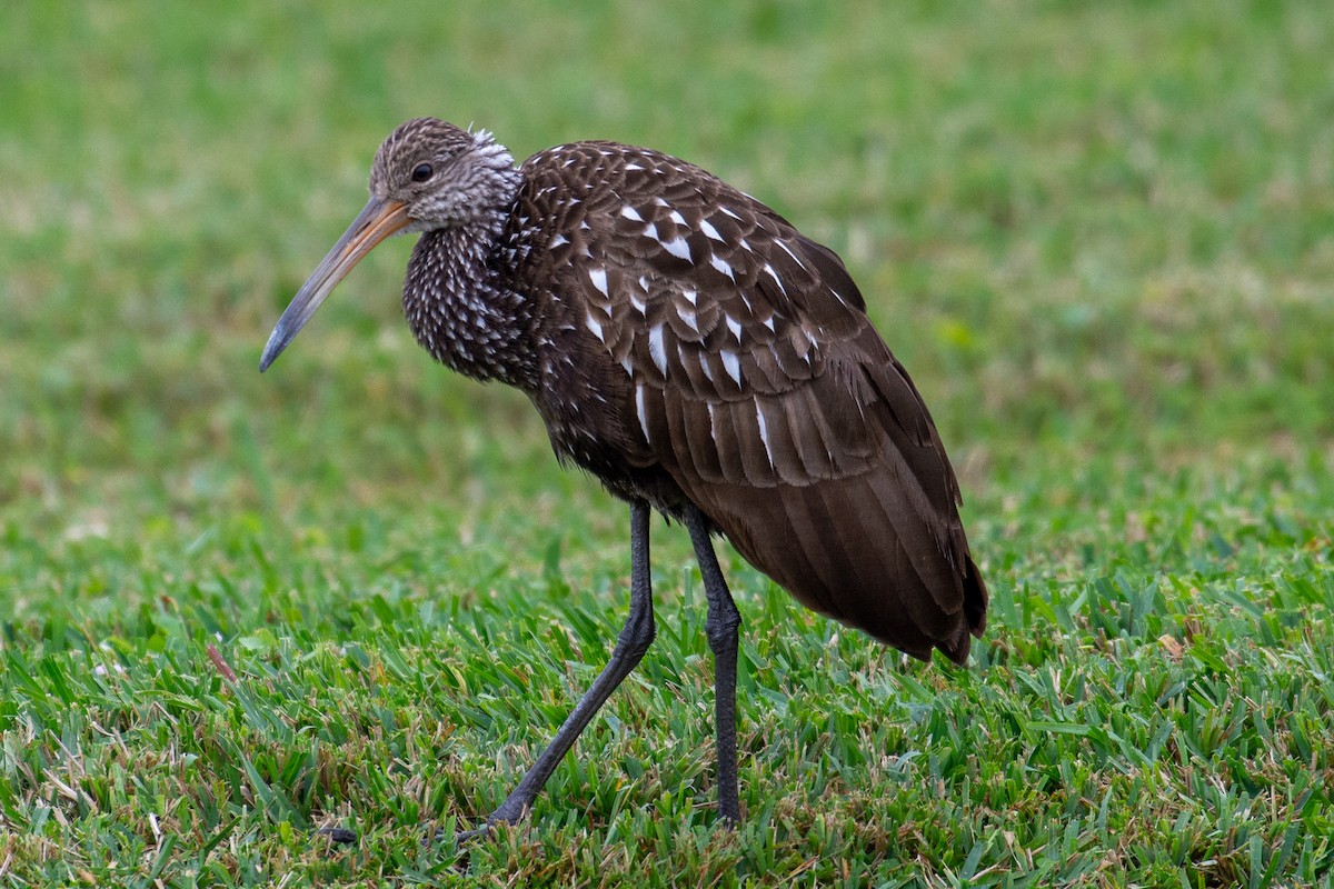 Limpkin - ML646727591
