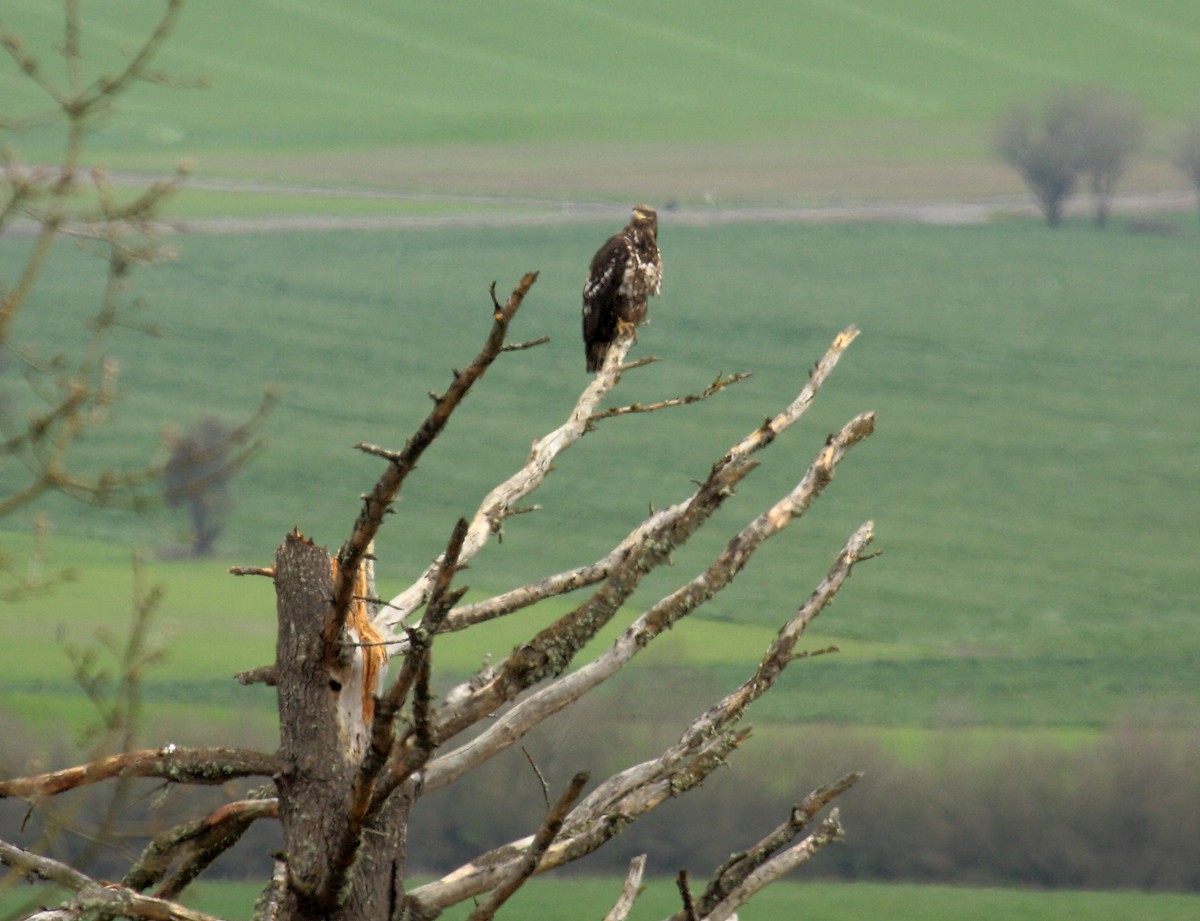 Bald Eagle - ML646727592