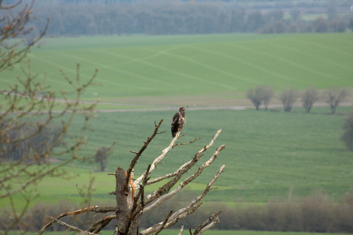 Bald Eagle - ML646727593