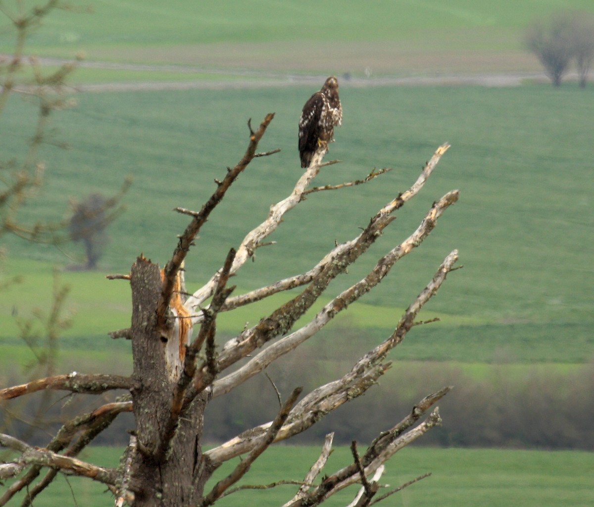 Bald Eagle - ML646727594