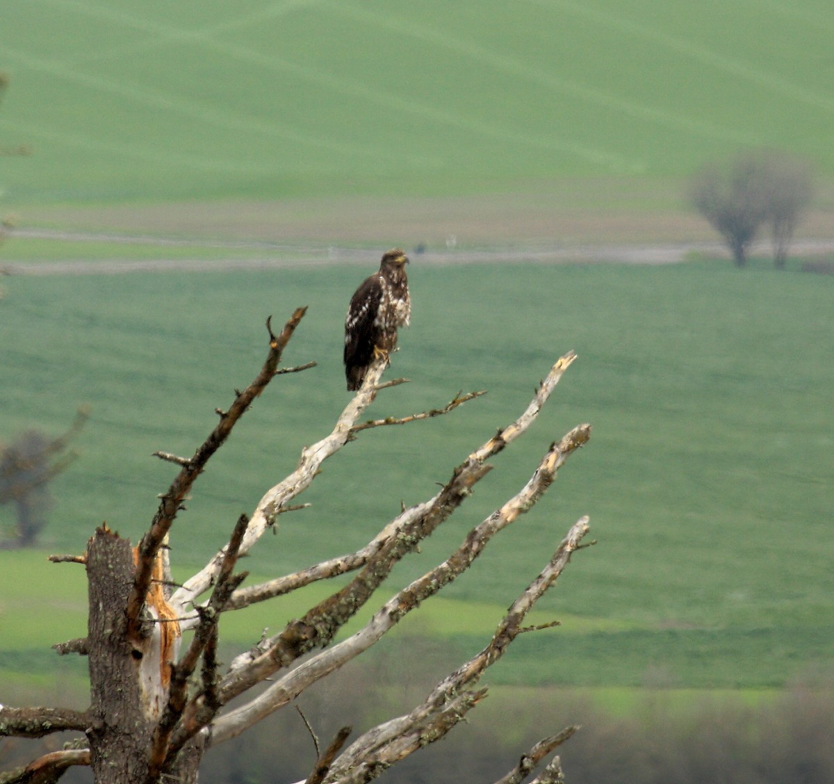 Bald Eagle - ML646727595