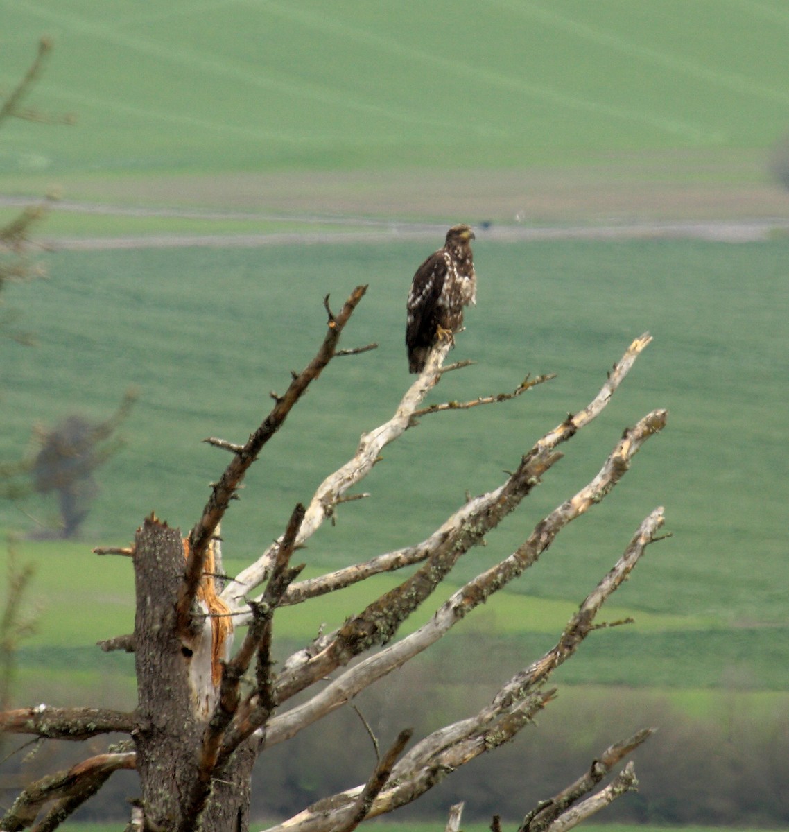 Bald Eagle - ML646727596
