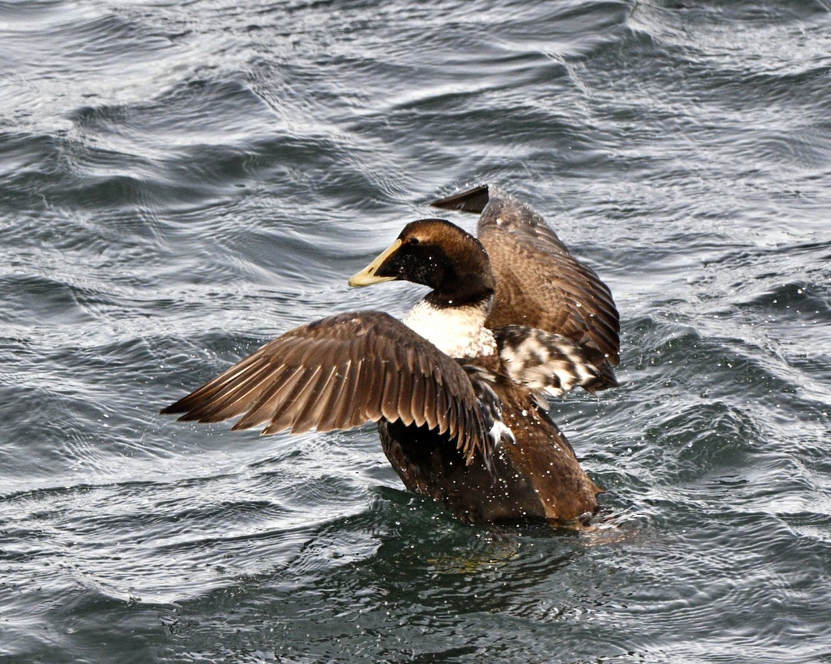 Common Eider - ML646727597