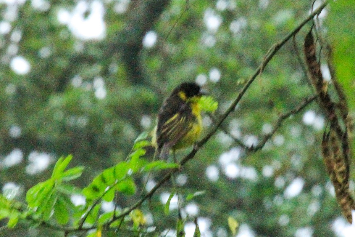 Tejedor Baglafecht - ML646727599