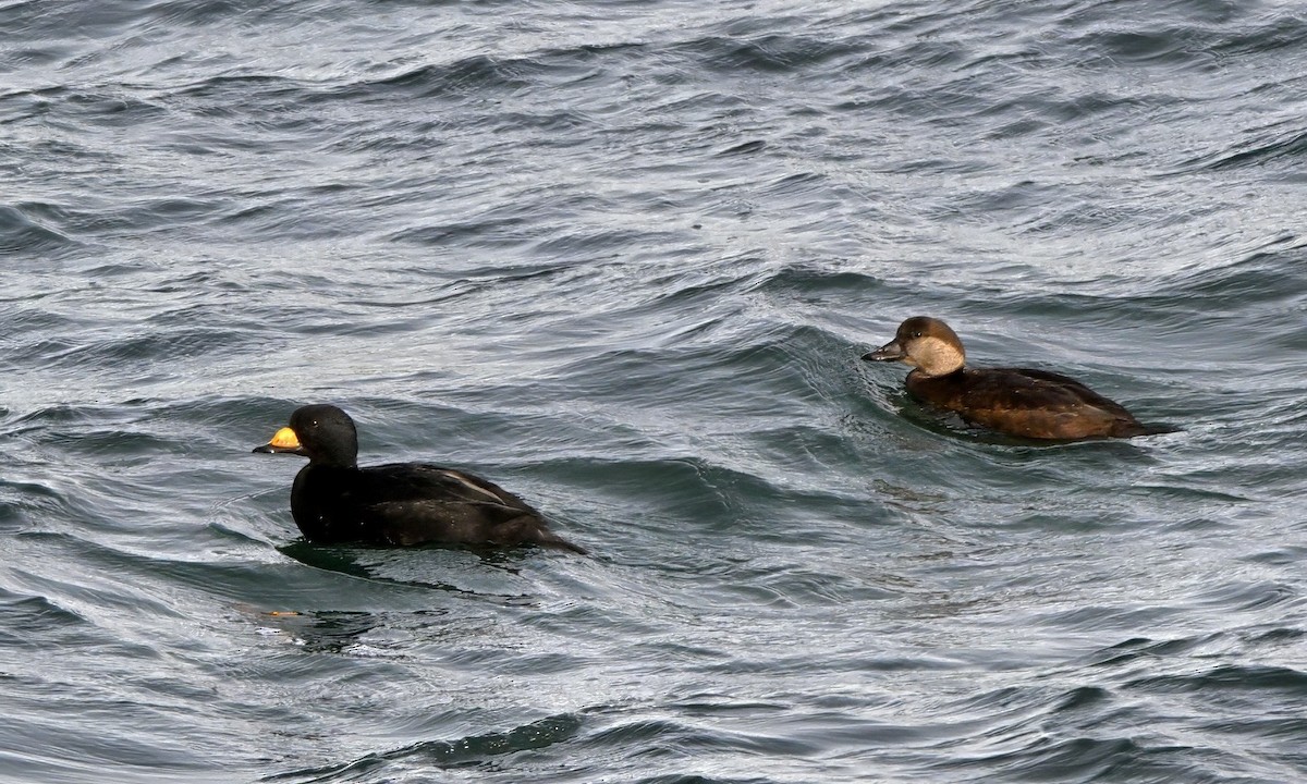 amerikasvartand - ML646727600