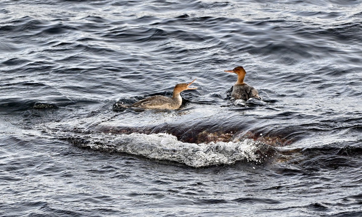Red-breasted Merganser - ML646727607