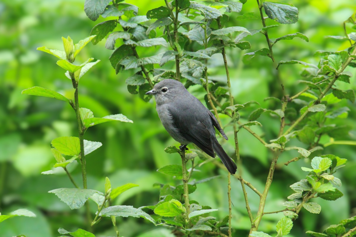 White-eyed Slaty-Flycatcher - ML646727608