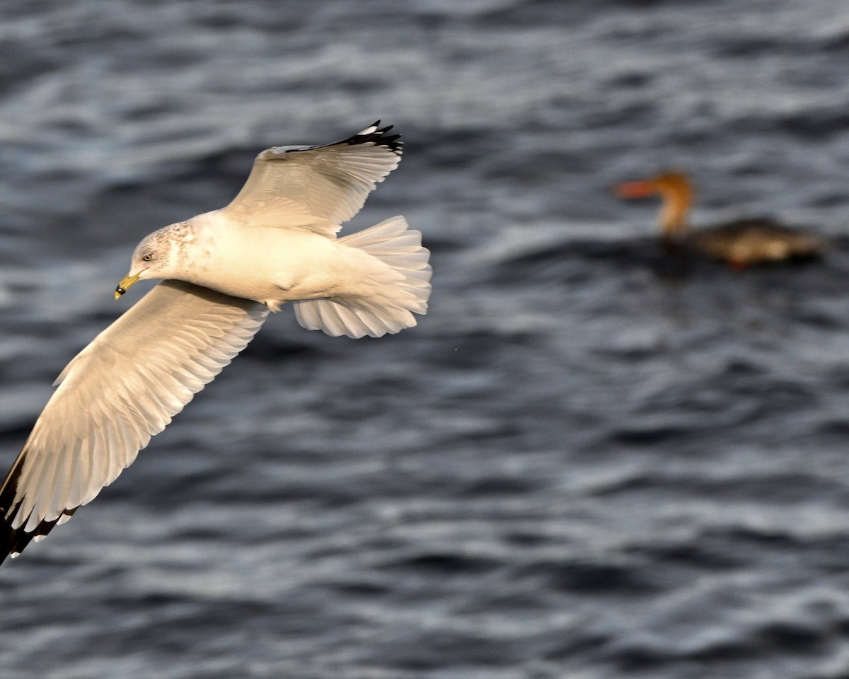 Ring-billed Gull - ML646727609