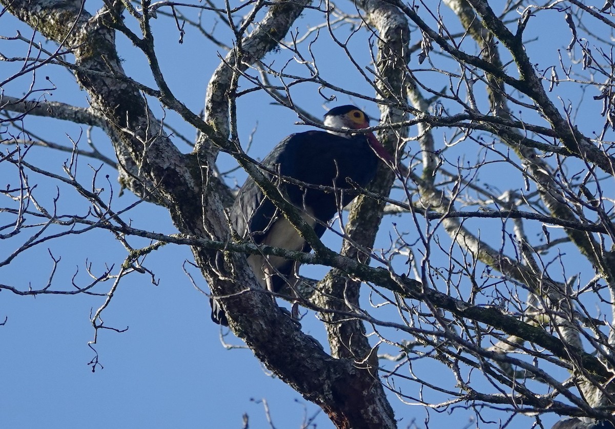 Storm Leyleği - ML646727610