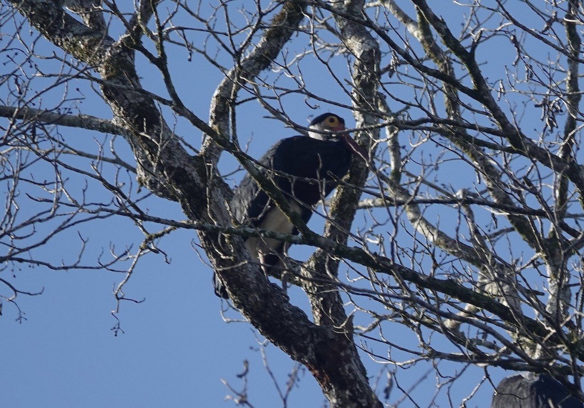 Storm Leyleği - ML646727611
