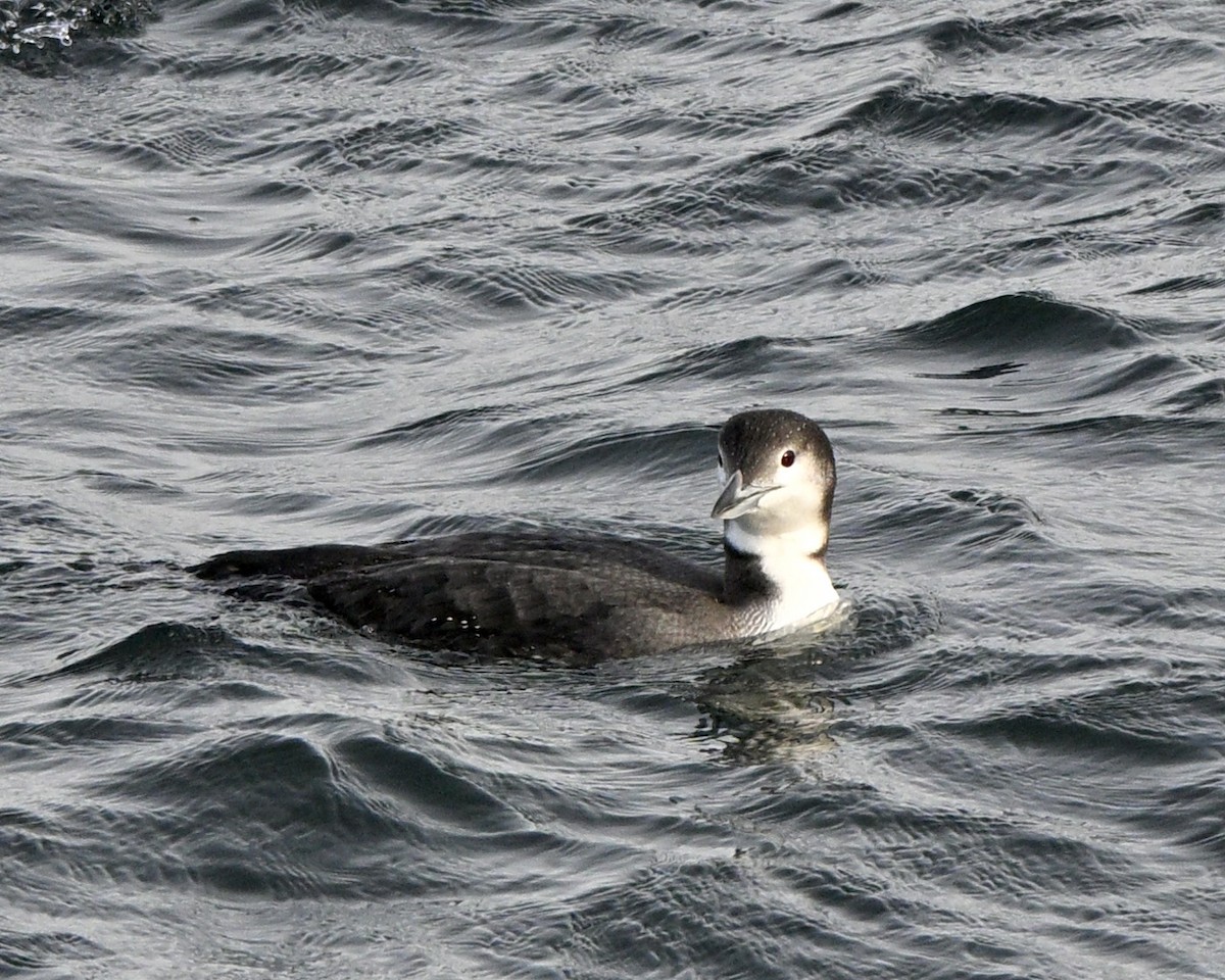 Common Loon - ML646727621