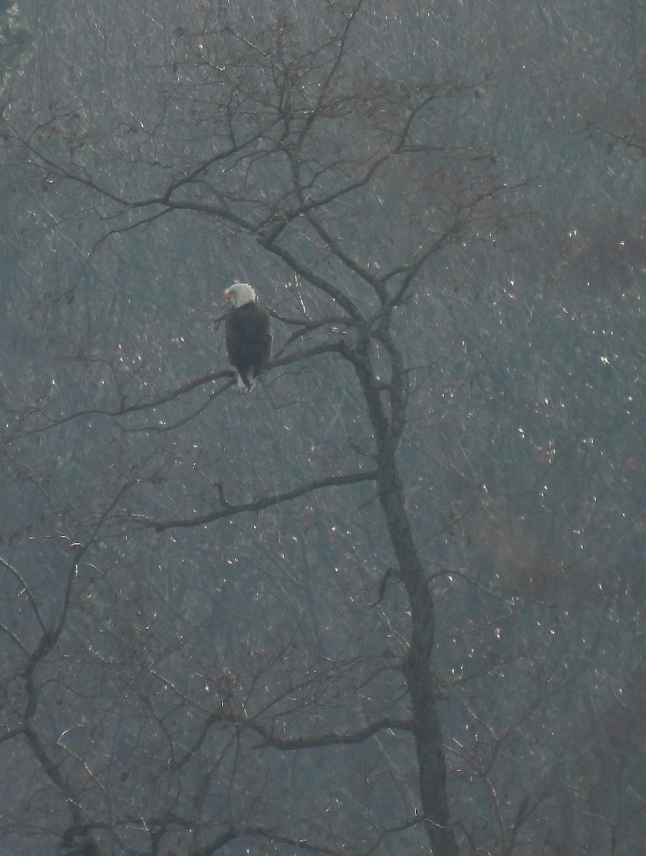 Bald Eagle - ML646727624