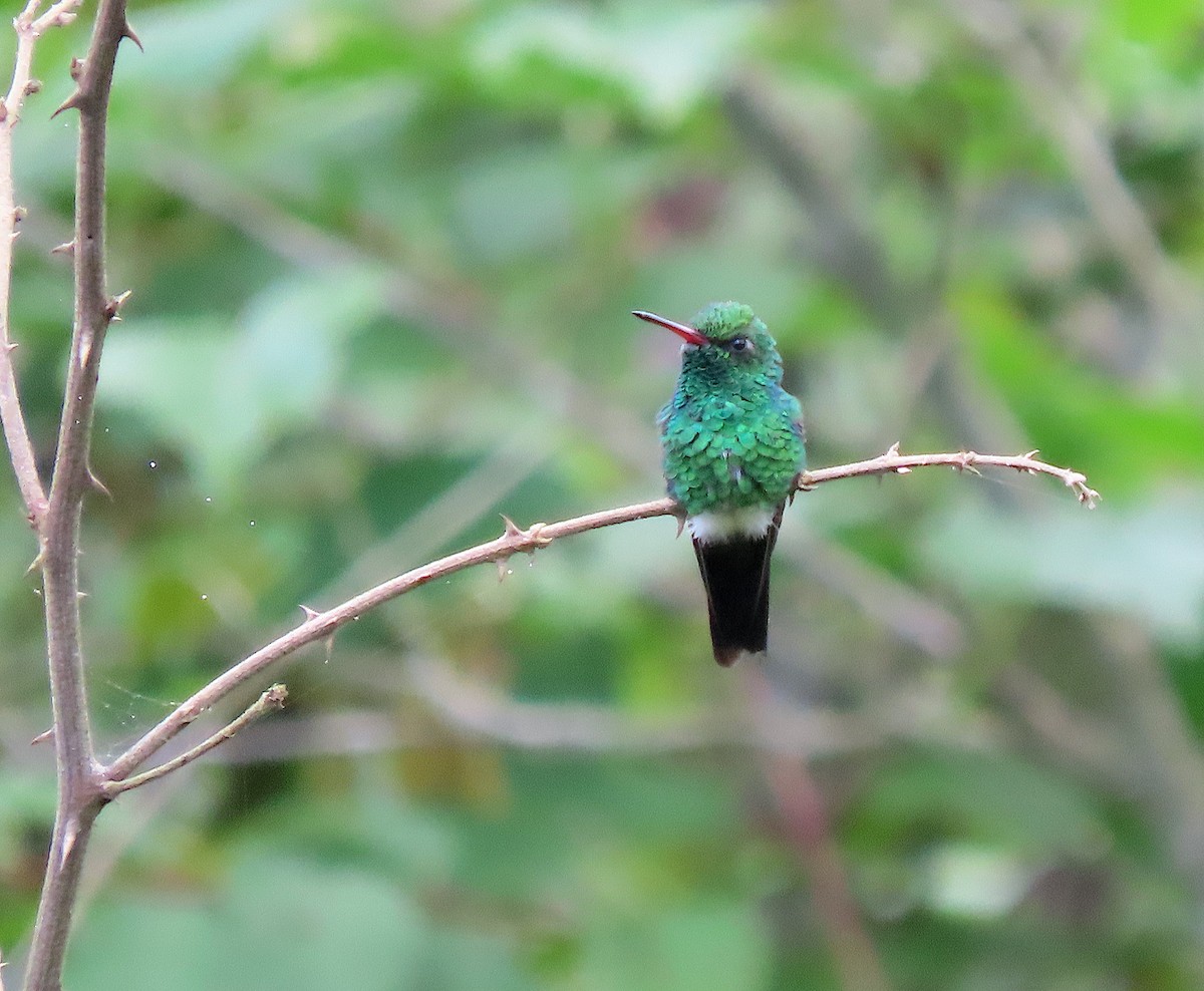 Canivet's Emerald - ML646727633