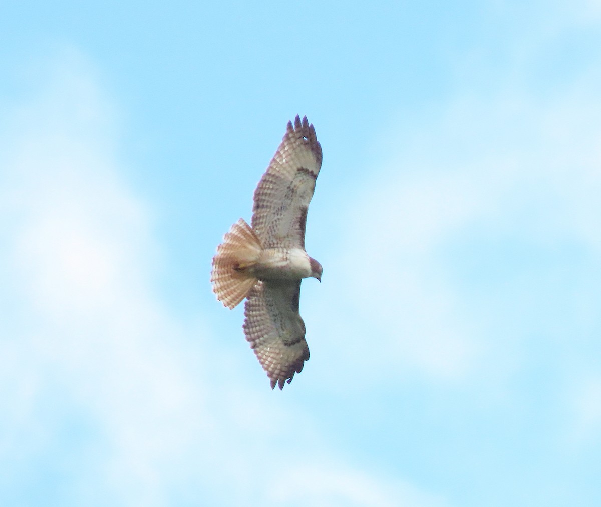 Red-tailed Hawk - ML646727639