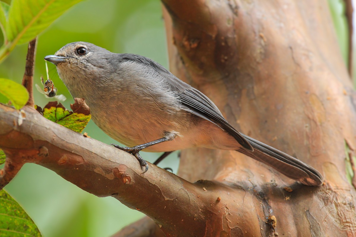White-eyed Slaty-Flycatcher - ML646727641