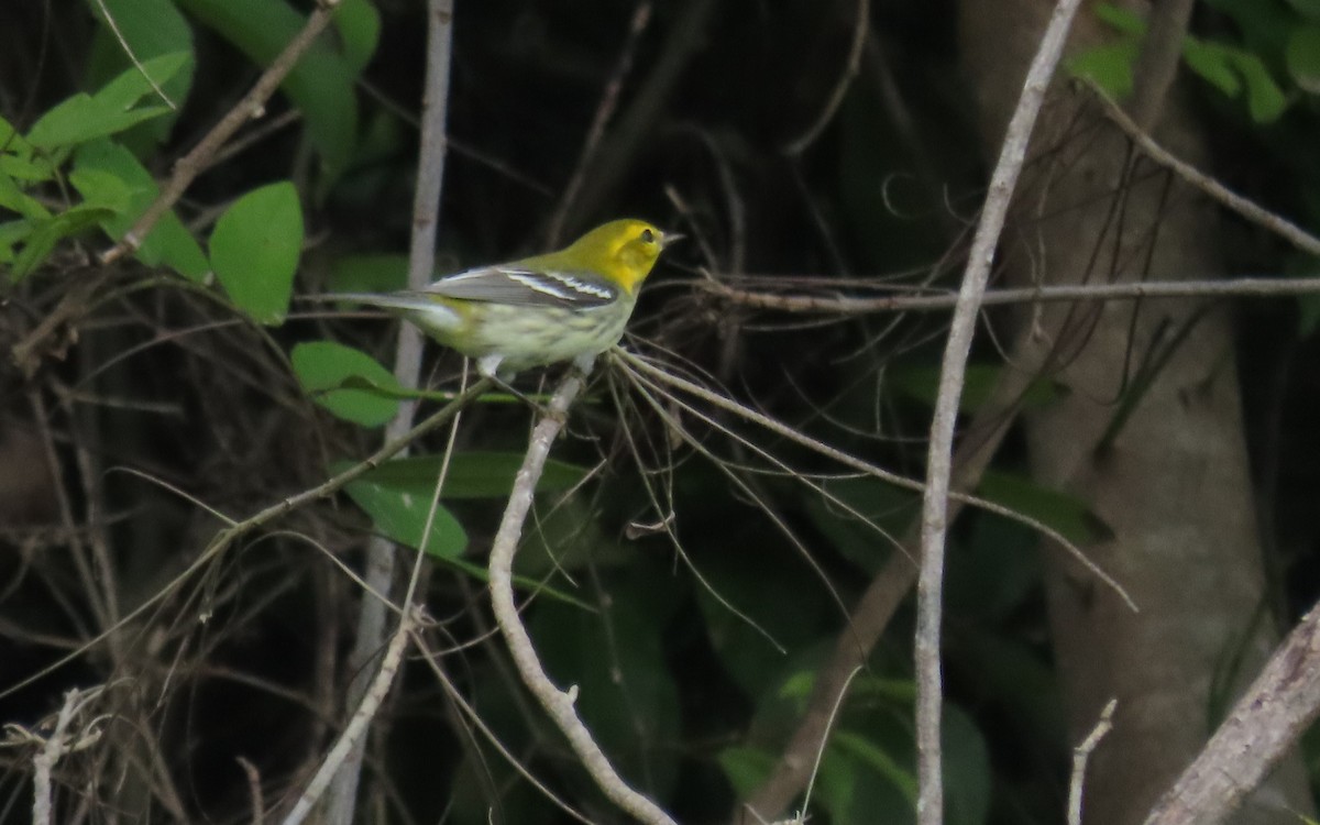 ノドグロミドリアメリカムシクイ - ML646727645