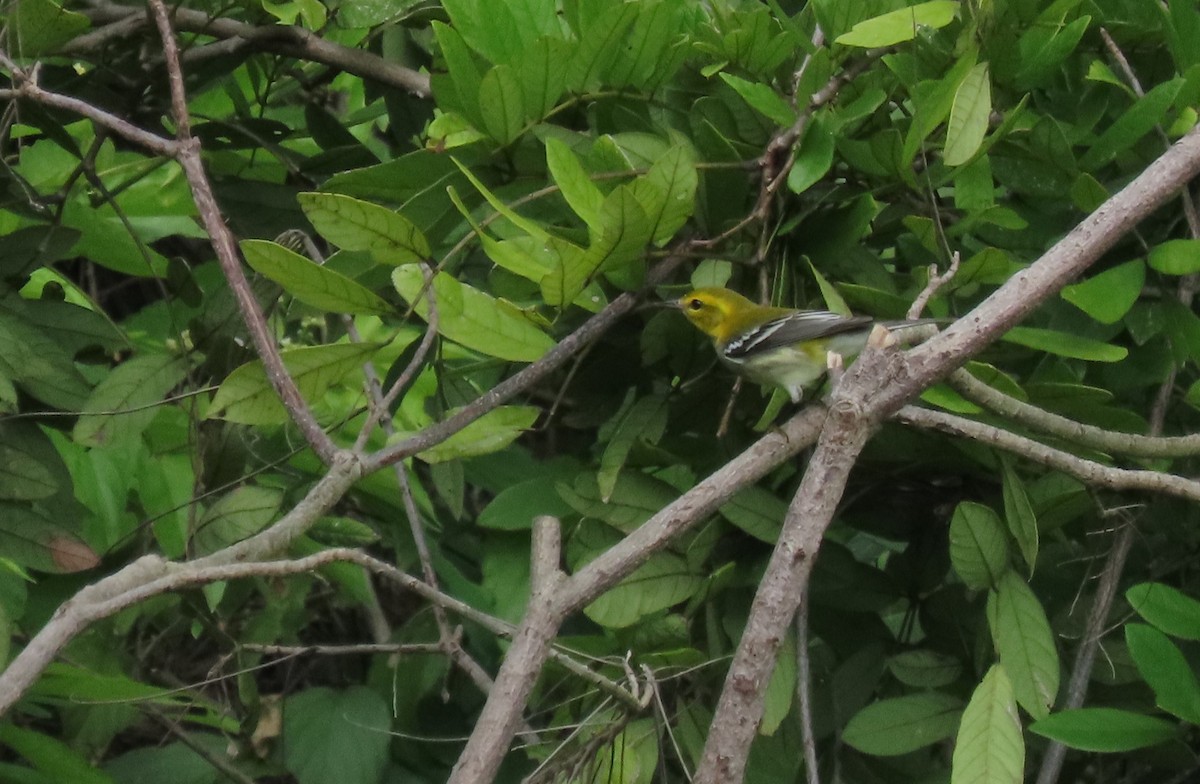 ノドグロミドリアメリカムシクイ - ML646727646