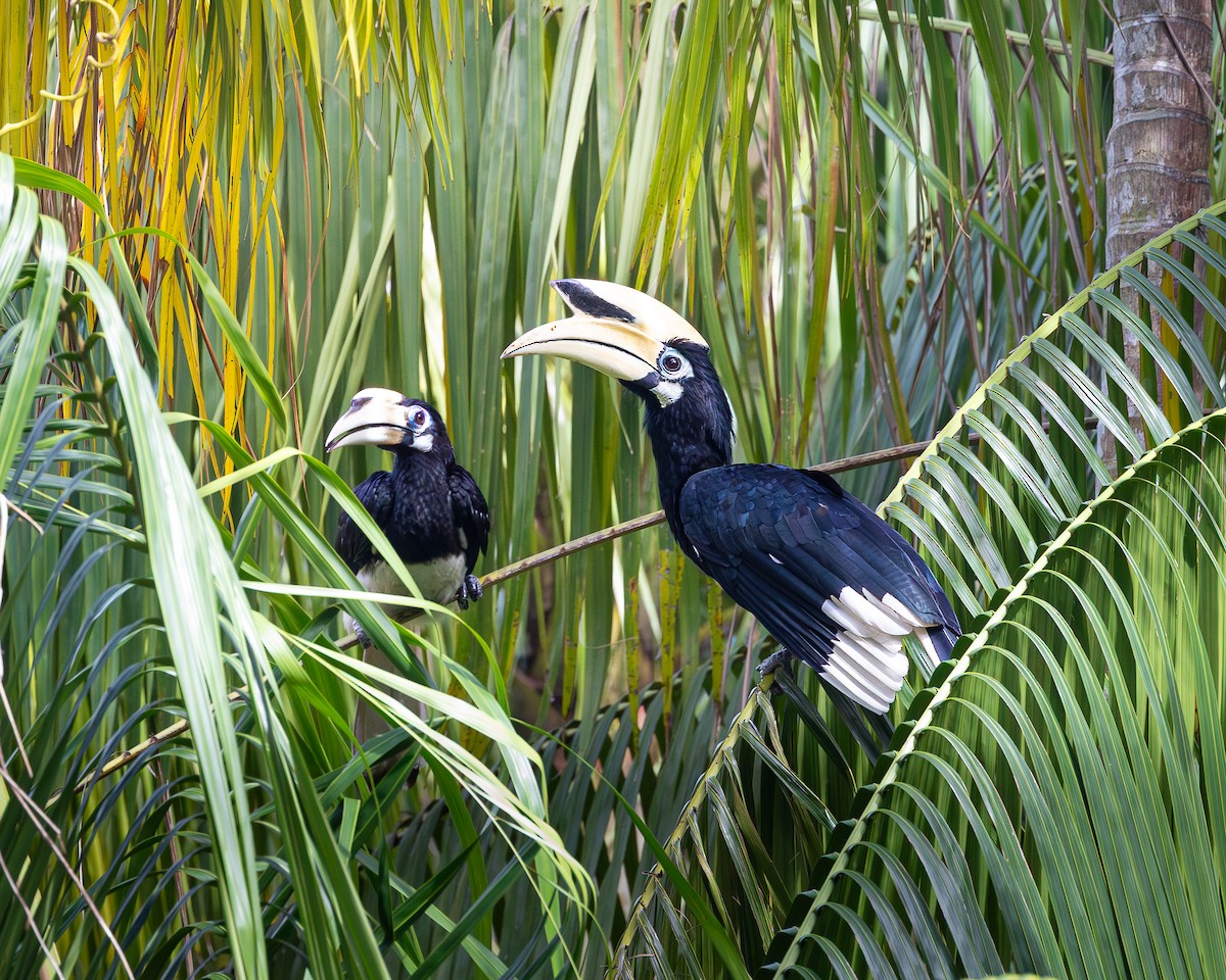 Oriental Pied-Hornbill - ML646727647