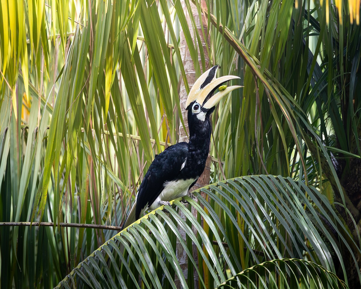Oriental Pied-Hornbill - ML646727648