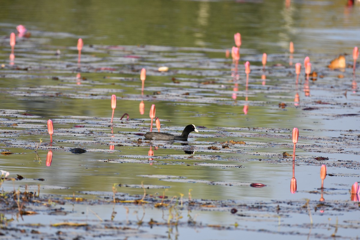 Eurasian Coot - ML646727650