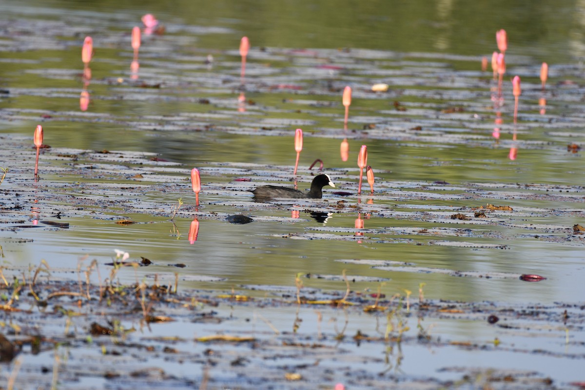 Eurasian Coot - ML646727651