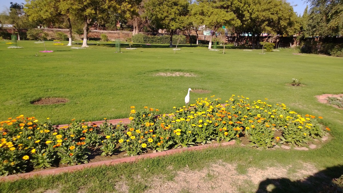 Great Egret - ML646727653