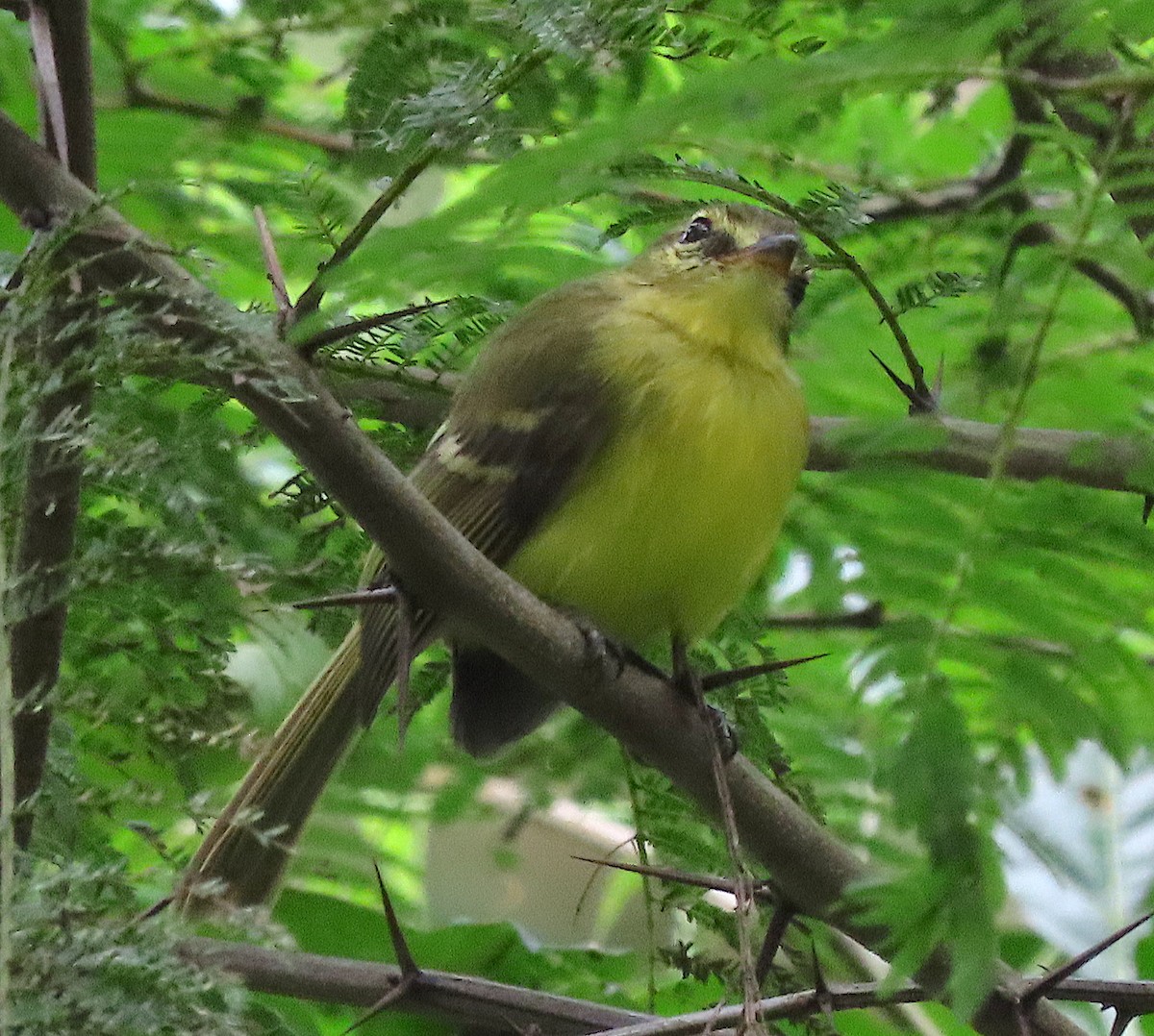 Yellow Tyrannulet - ML646727657
