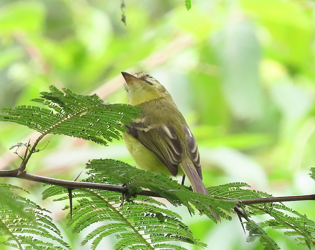 Yellow Tyrannulet - ML646727658