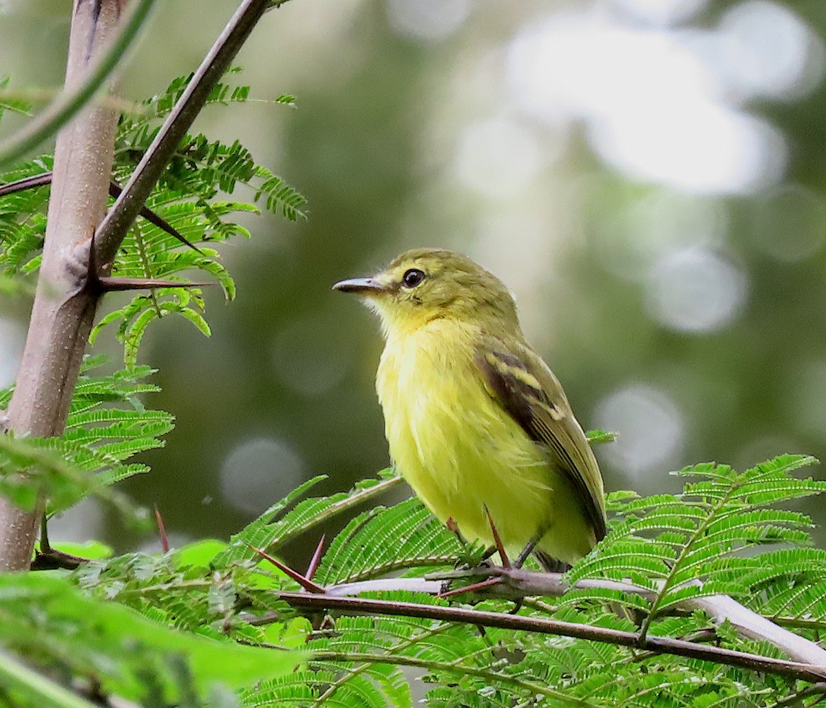 Yellow Tyrannulet - ML646727659