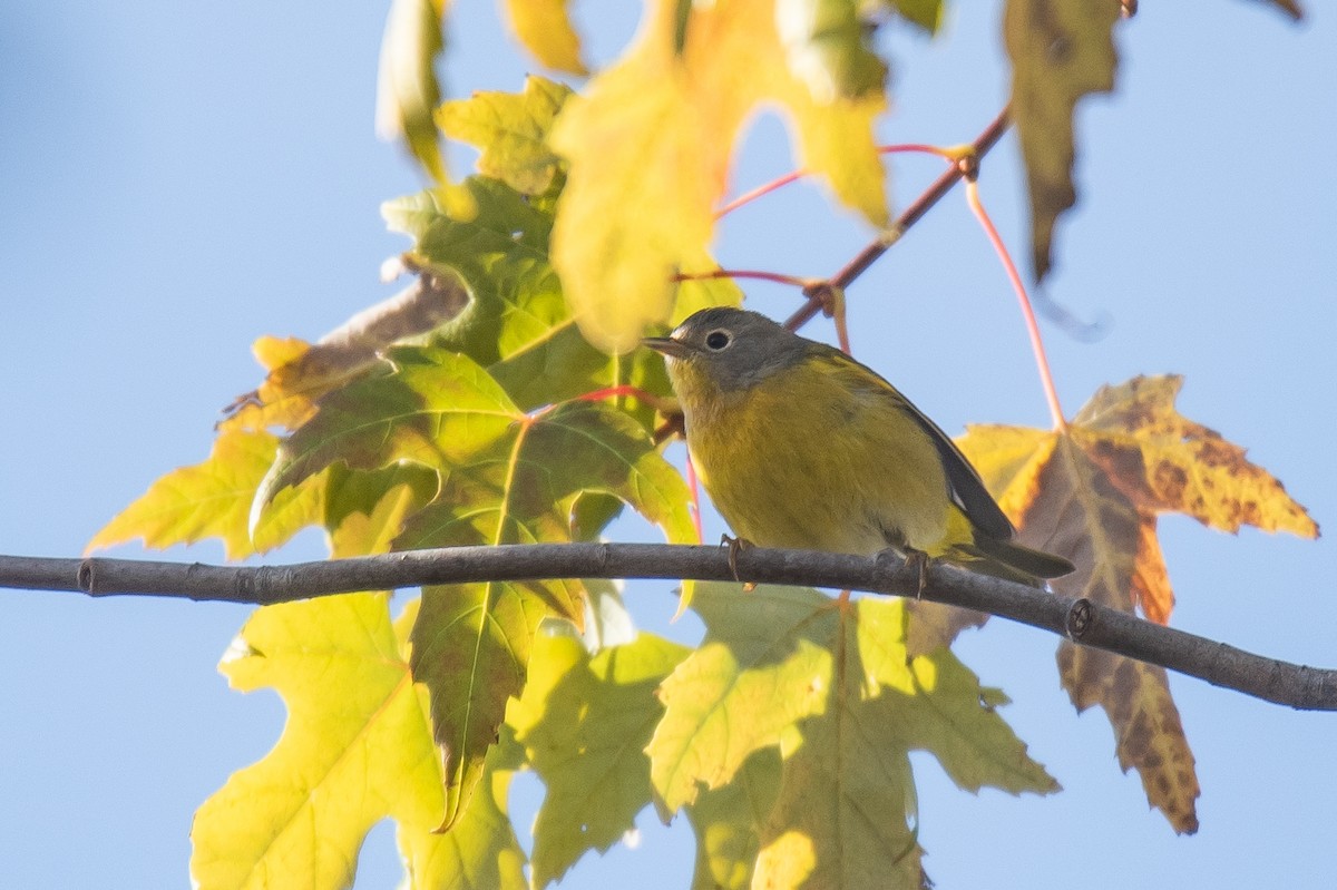 Nashville Warbler - ML646727660