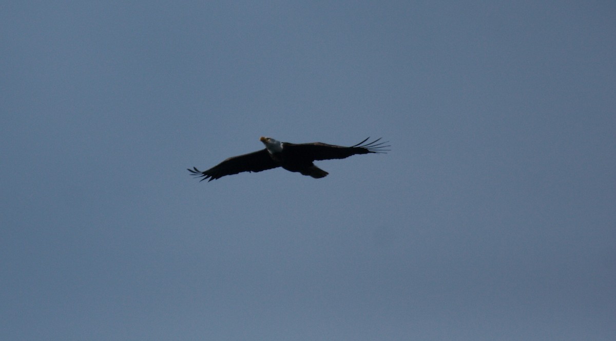 Bald Eagle - ML646727663