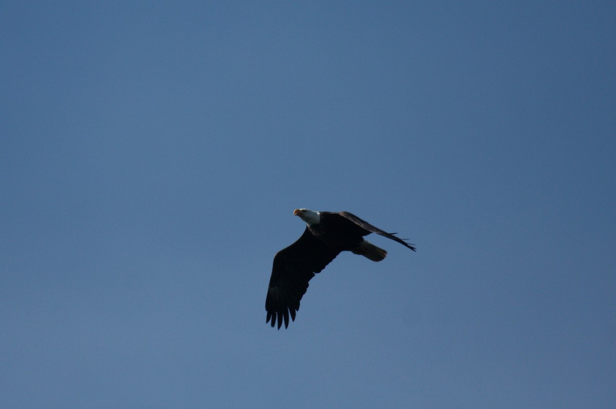 Bald Eagle - ML646727664