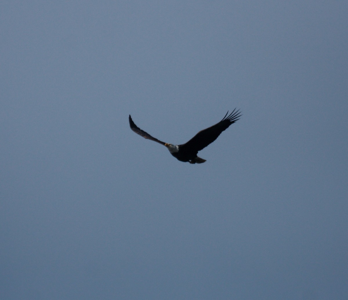 Bald Eagle - ML646727665