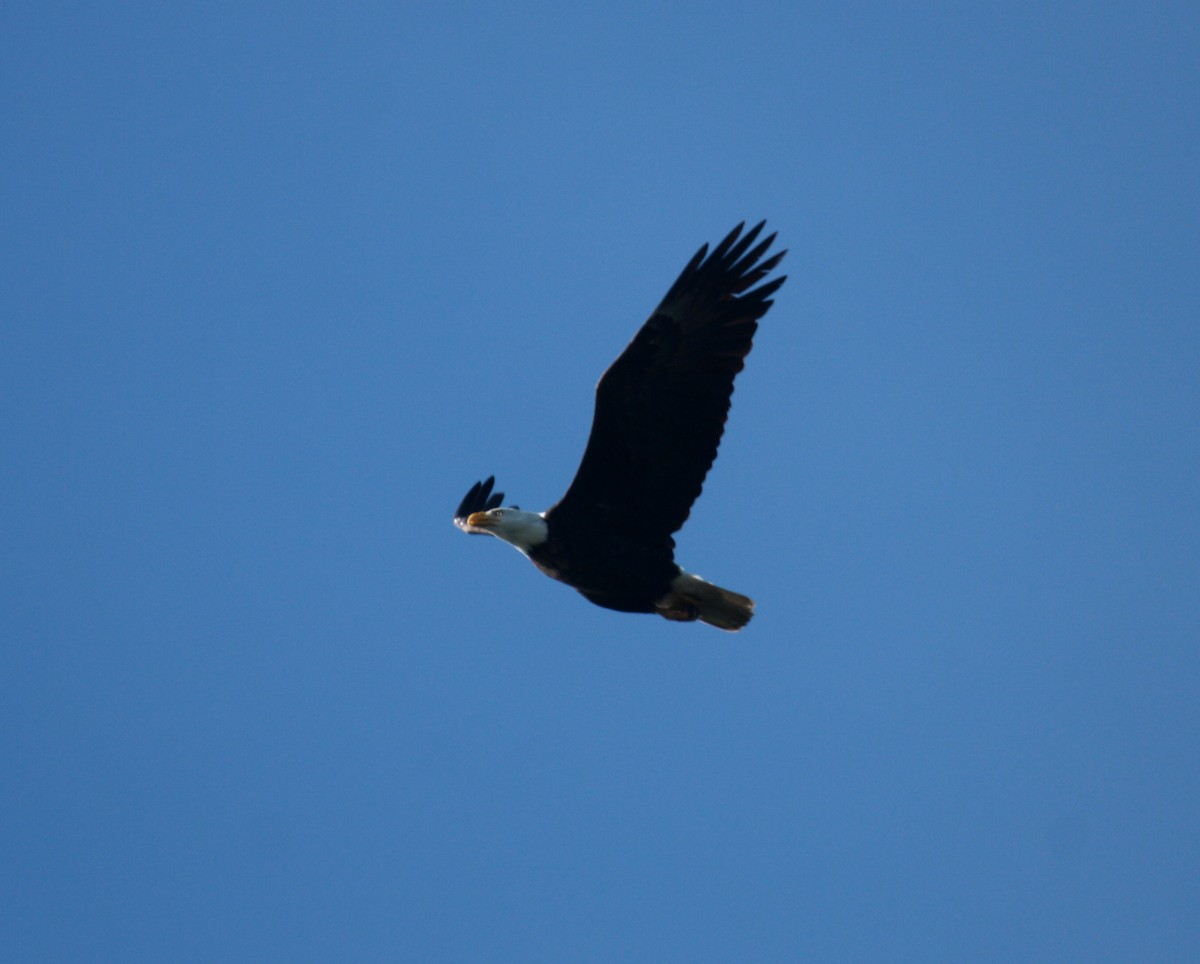 Bald Eagle - ML646727666